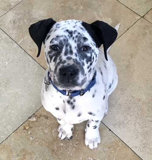 Norman, Dalmatian-English bulldog mix